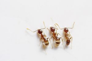 se débarasser des fourmis