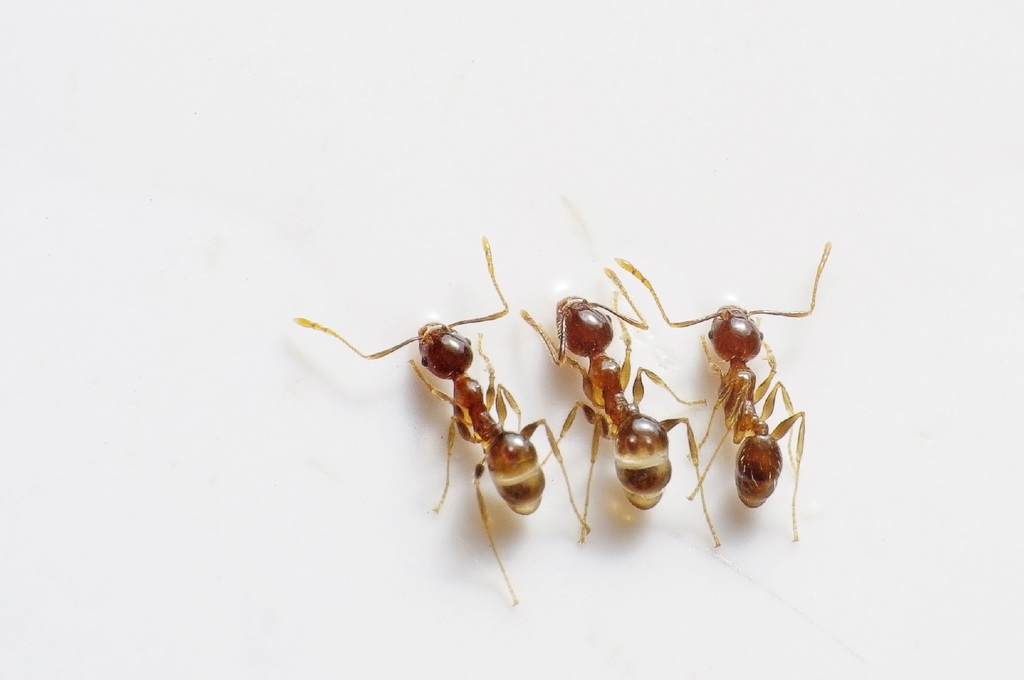 se débarasser des fourmis