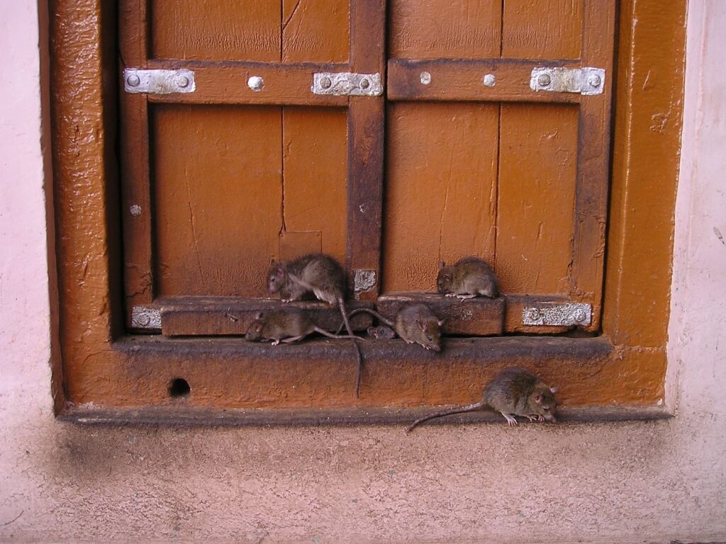 rat devant une porte d'entrée