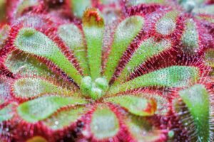 Puis-je cultiver des plantes carnivores chez moi ?