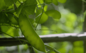 semer les pois en Normandie