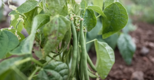 Quand semer Haricot vert en Normandie pour une récolte réussie